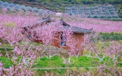 温州市区哪里有桃花？泰顺罗阳海拔高度多少米