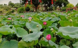 2023年番禺莲花山荷花开了吗？番禺温度多少