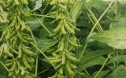 黑农84大豆海伦市能种植吗？绥化天气湿度多少