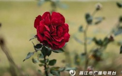 晋江月季花什么时候可以看？福建省晋江市今天温度多少钱