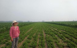 山东莱阳花生种植时间？莱阳4月份的气温是多少