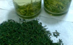 日照绿茶特色鲜明的气候原因？山东日照的温度是多少