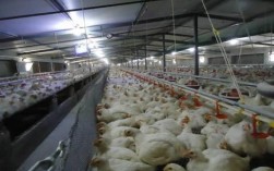 肉鸡控光最佳时间？肉食鸡二十四天多少度
