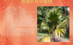 热带植物生长需要的条件？热带温度在多少度以上