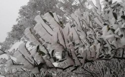 广州最冷的地方？乐昌市梅花镇多少度