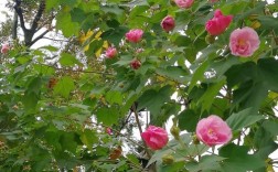 芙蓉树耐寒多少度？芙蓉适应的温度是多少