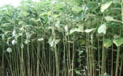 苎麻哪里产的最好？大竹的历史有多少年
