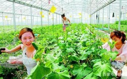 黄岛区白萝卜几月份播种最适合？黄岛1月份气温多少度