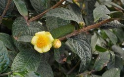 毛瓣金花茶朵是怎样的？桂平市最冷的天气是多少度