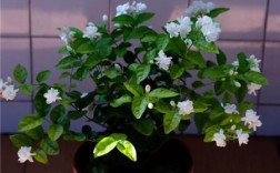 东方茉莉花怎么养？海南东方市的湿度多少