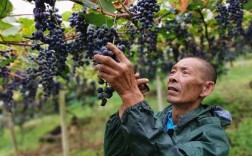 贵州特色水果？贵州石阡县葡萄种植面积多少