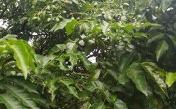 苦木树苗几月栽最好？果树在天气温度多少时种下