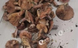 雁来蕈生长环境？溧阳的空气湿度是多少