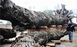 阴沉木价格怎么计算？2020年杉树多少钱一吨