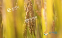 2021年芒种的温度？6月5日天气多少度