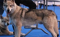 捷克狼犬体温大吗？捷克现在温度多少度