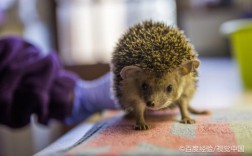 刺猬冬天怎么保暖？非刺一般多少度开始保暖