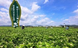 广西适合种植茉莉的气候原？横县现在的温度多少