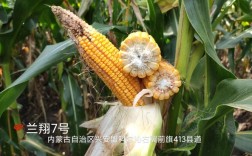 天丰585玉米种积温多少？集宁地区集温多少钱