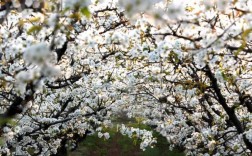 蒲城梨花观赏点？陈庄离蒲城有多少公里