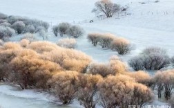 乌兰布统马怎样过冬？乌兰布统冬天多少度