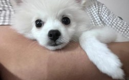 3个月的博美犬一天喝几次水？幼犬博美需要多少度天气预报
