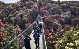 贵州百里杜鹃花什么时候开想去看？贵州百里杜鹃风景区现在气温多少度