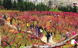 连平桃花节要门票吗？连平到上坪镇多少钱