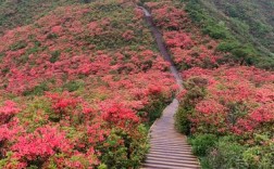 大围山杜鹃花什么时候开？文昌七星岭门票多少