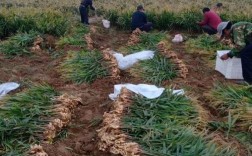 冬天生姜能耐最低温度？日照零下多少度会冻死