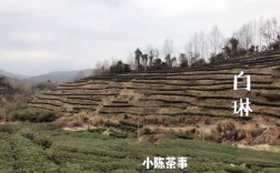点头白茶和磻溪白茶的分别？福鼎到点头镇多少公里