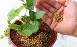 怎么种植草莓？怎么才能让种子正常发芽？建德大冰冻温度是多少