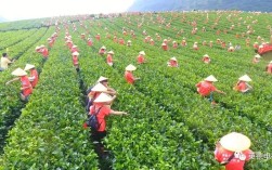 英德红茶为何享誉世界？英德气温多少