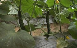 邯郸几月份适合种植黄瓜？邯郸去年三月多少度