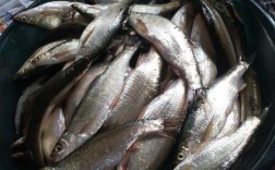 甘河一库钓鱼最佳地点？明天威远有雨没有 最高温度多少