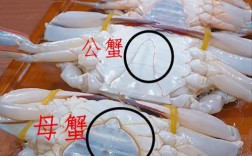 东营港梭子蟹什么时候最肥？东营梭子蟹多少钱