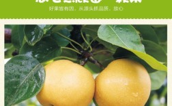 四川巴中风水梨产地？四川巴中离日本有多少公里