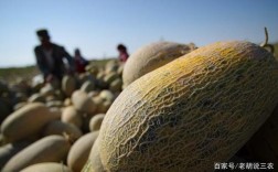 哈密瓜的生长习性？新疆哈密有效积温多少