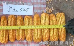 迪卡玉米多少天成熟？c2191积温多少