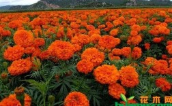 有人收购万寿菊吗？砚山到稼依多少公里