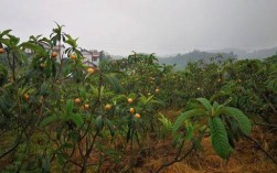 地枇杷几月份熟？资中2月份的平均气温是多少