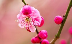 梅花都有什么颜色的？少见的梅花颜色有多少种颜色