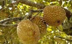 榴莲抗冻吗？榴莲生长温度多少