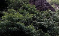 龙岩哪里石头多？漳平市新桥镇海拔高度是多少
