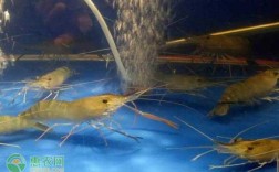 十大淡水虾排名？淡水今天多少度温度