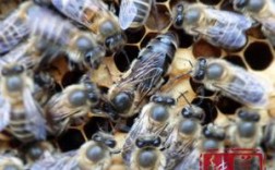 天柱中蜂品种和特性今天晚上天柱多少温度