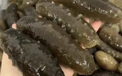 关西参和辽参的区别？日本茨城的温度多少
