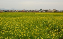 观油菜花最佳时间？韶关翁源今日气温多少度