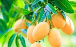 河南南阳适合种芒果?会结果不？南阳3月份温度和湿度多少合适