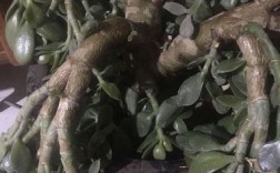 玉树能耐最低温度多少度？玉树最低温度多少度